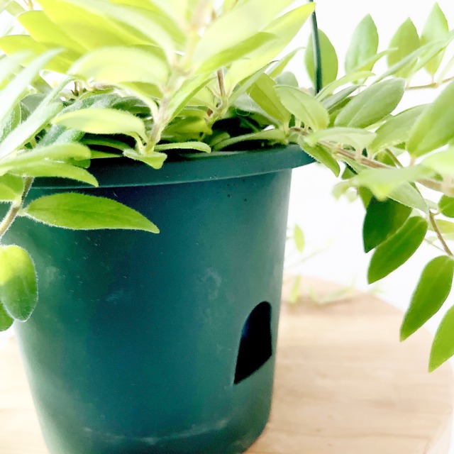 小さな葉が魅力✳︎エスキナンサス ボレロ ハンギング 観葉植物 calm cafe