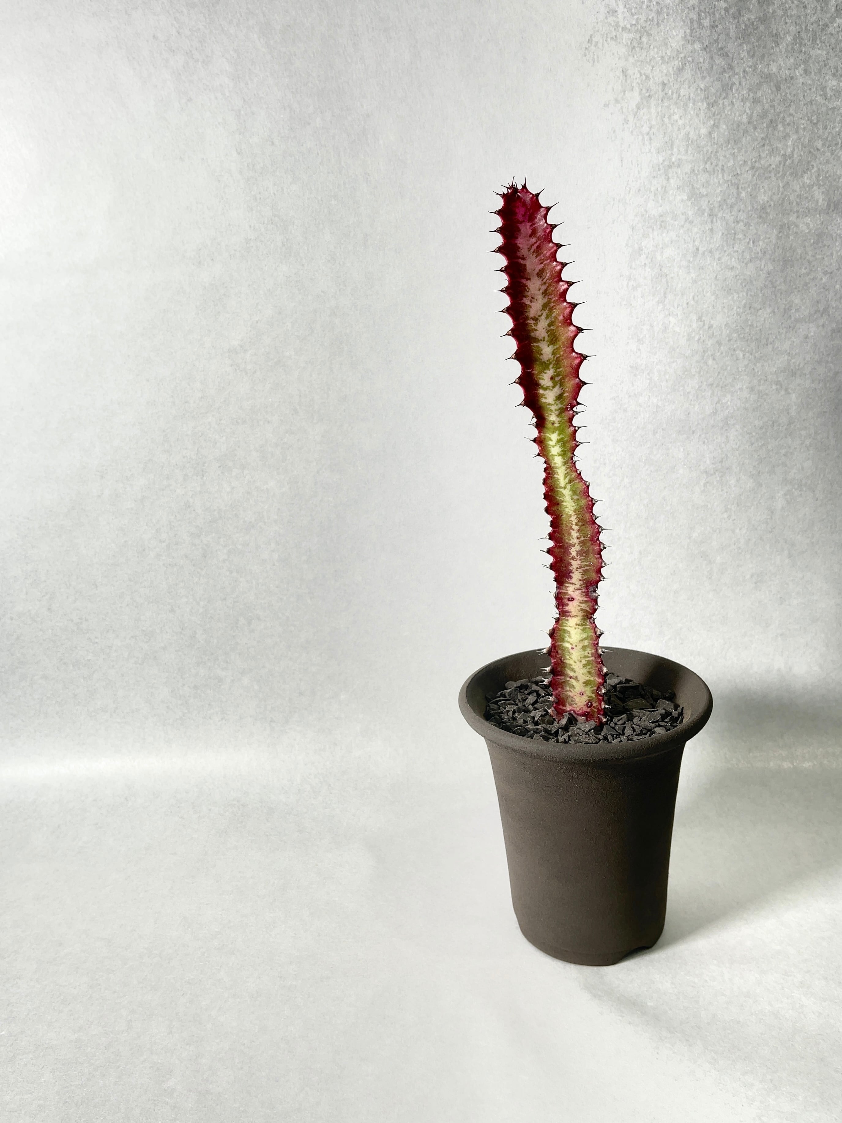 約120cm　サボテン　彩雲閣 紅彩雲閣（べにさいうんかく）- – bois de gui