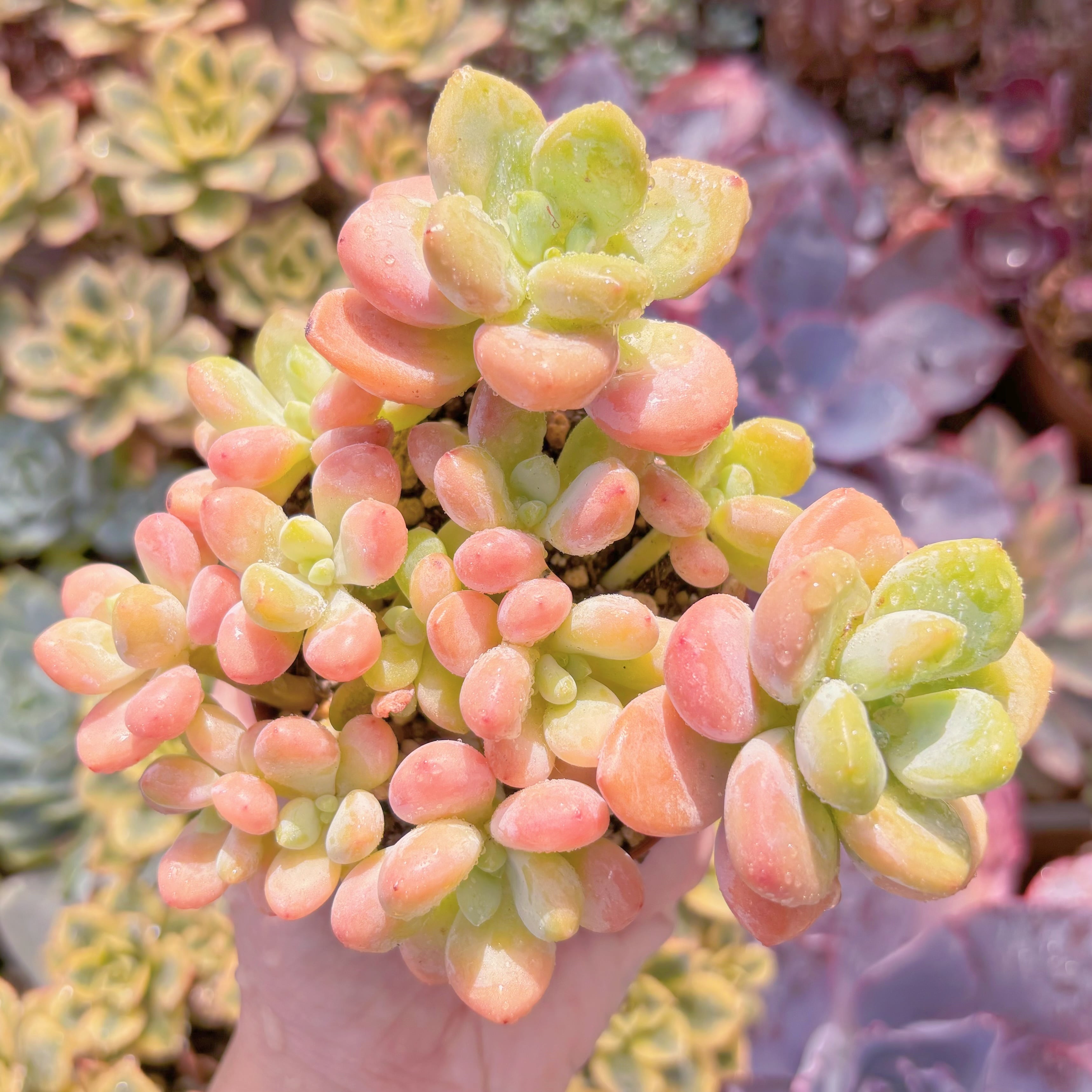 現品　マカロン#679　群生　るる農園