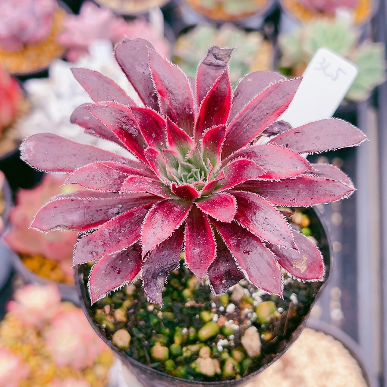 71 #多肉植物アエオニウム❤️孔雀❤️1大頭10小頭18cm拔き苗 71 #多肉植物アエオニウム❤️孔雀❤️1大頭10小頭18cm拔き苗