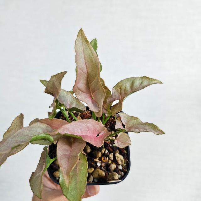 ①《シンゴニウム レッド フェザー》Syngonium Red Feather 観葉植物  ポット発送