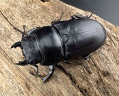 即ブリ《マレーアンタエウスオオクワ 44.5mm ♀単》