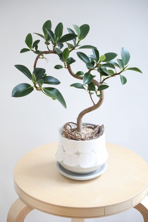 【M】フランスゴムの木/Ficus rubiginosa