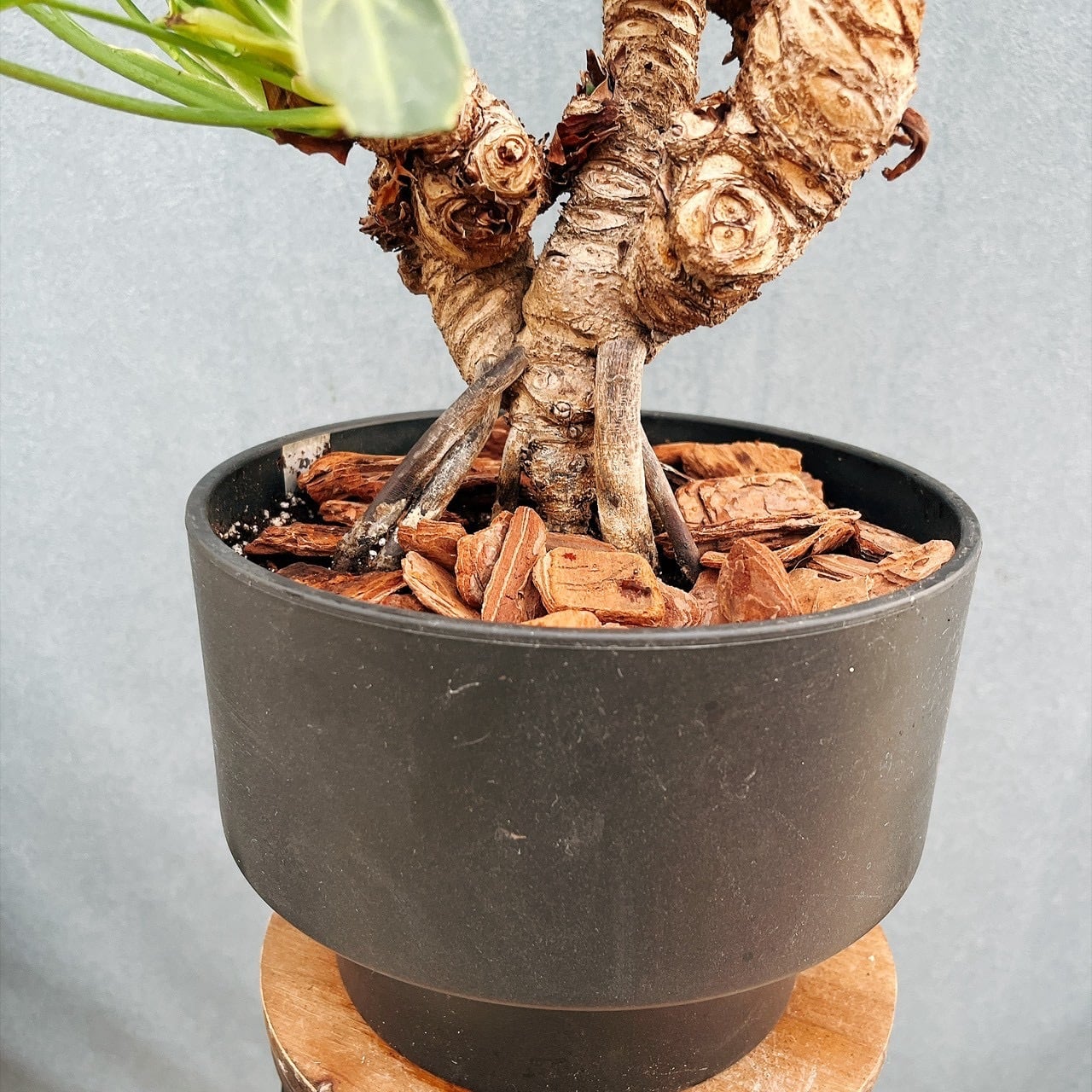 現品］G フィロデンドロン クッカバラ 幹上がり 盆栽風 観葉植物 室内