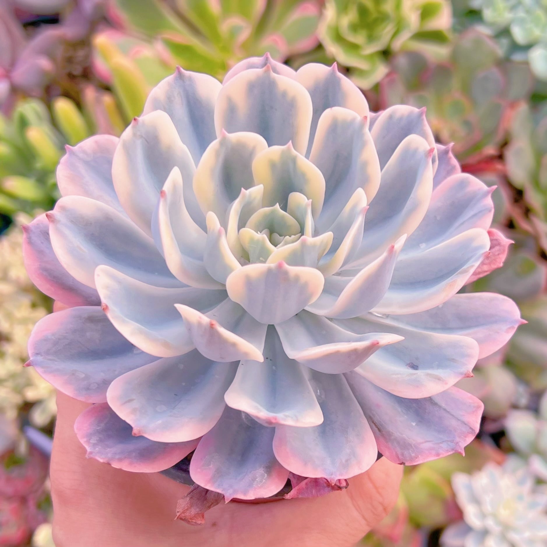 現物　七福神錦#2223　新入荷