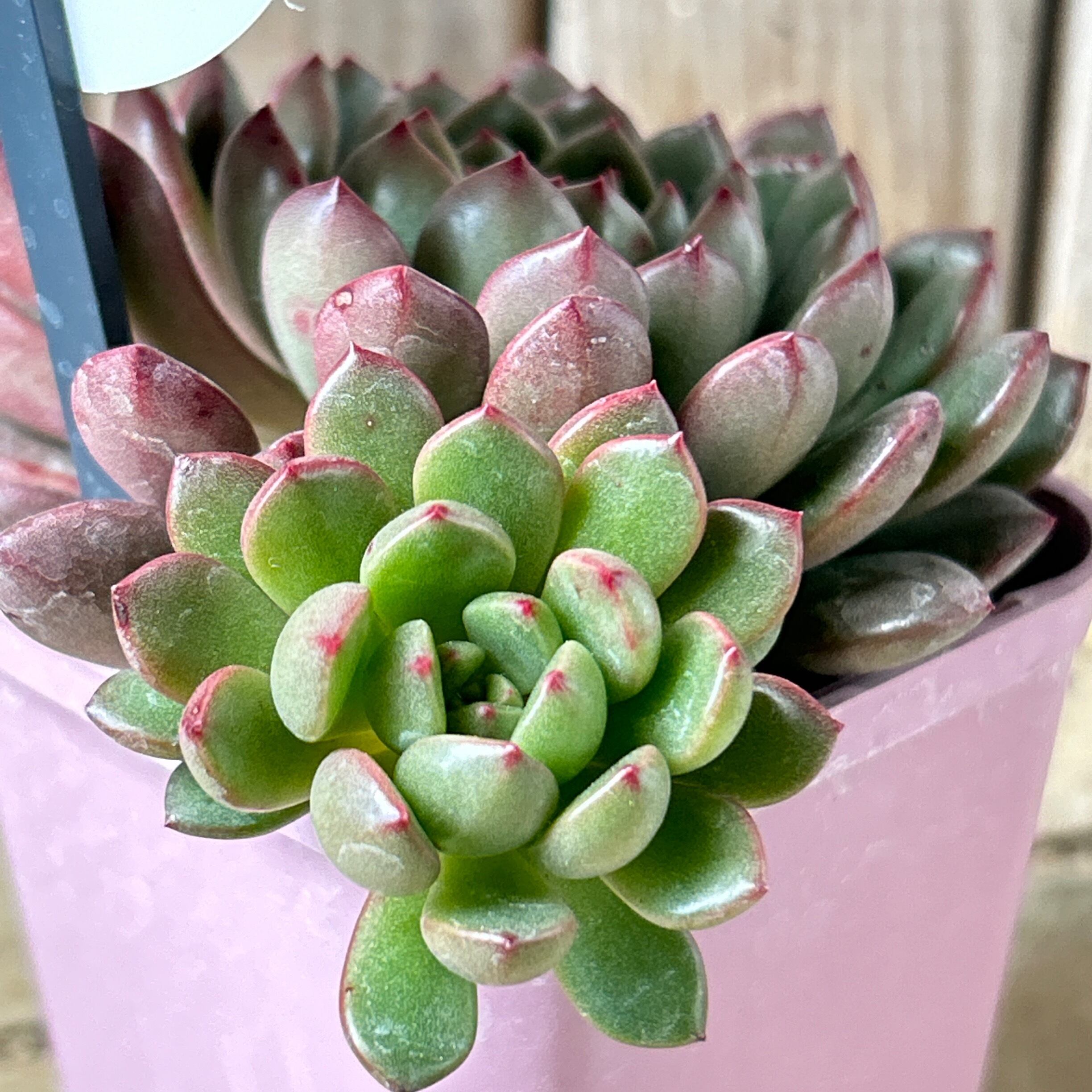 多肉植物 ピンクルルビー♡抜き苗 492f13af839bd114defaa2d8af39d8