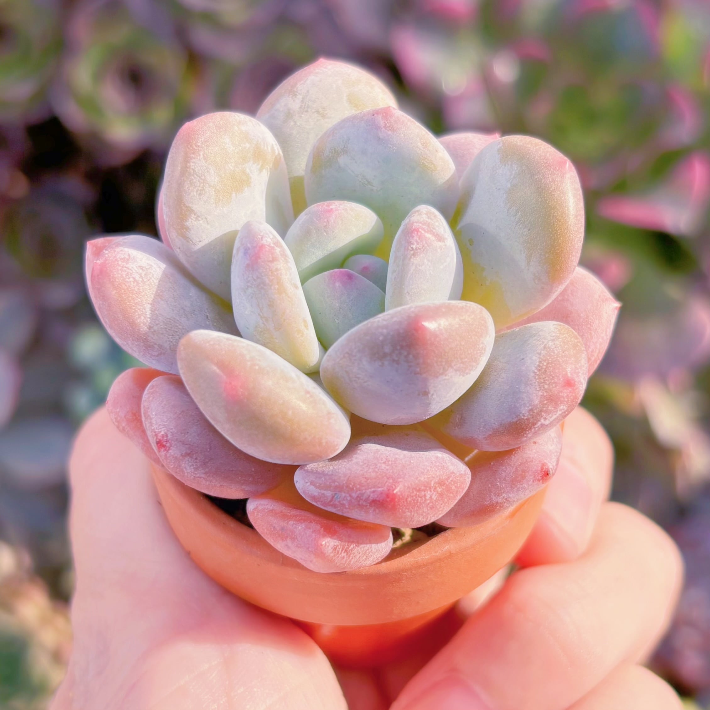 多肉植物　達磨香水　新入荷　るる農園