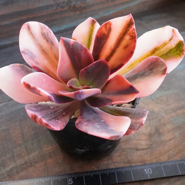 お正月SALE！　斑入り　美苗【花筏錦】エケベリア　韓国多肉