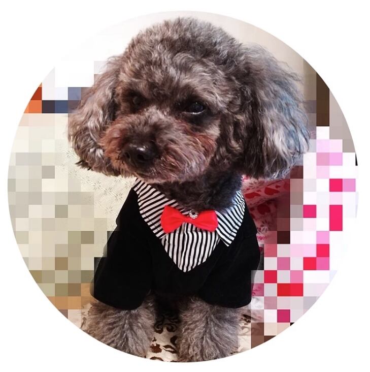 ドッグ 犬 小型犬 ドッグウェア 室内着 シャツ コスチューム スーツ スリム ストレート 襟付き 袖付き リボン シンプル 上品 おしゃれ かっこいい レトロ ボーイッシュ クール エレガント モダン 主役級 フォーマル かっちり キュート ラグジュアリー クラシカル カレッジ風 ベーシック プレッピー シンプル シック 無地 ストライプ 秋 ロングシーズン 男の子 成犬 オフィス スクール デート お出かけ パーティー イベント リゾート 休日 バカンス 記念日 カフェ 散歩 室内 インスタ映え