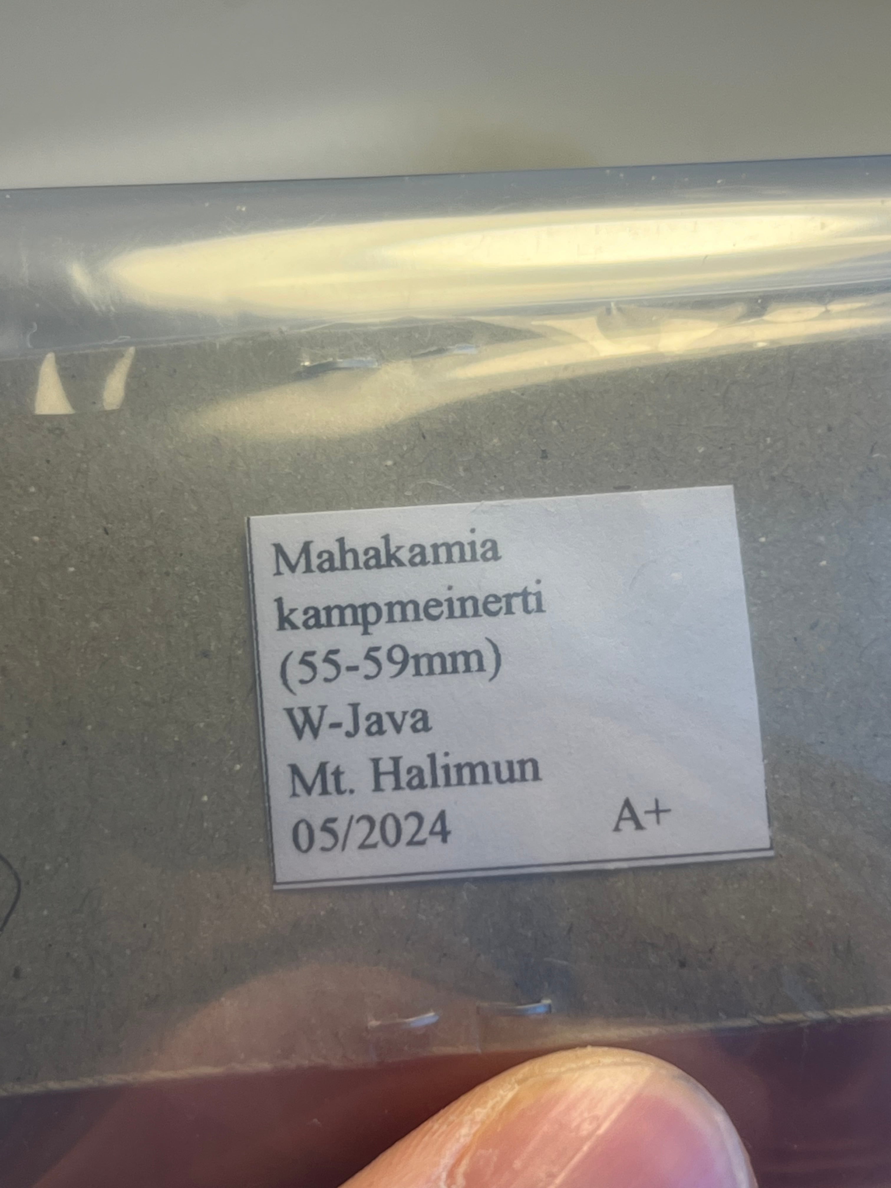 テナガオオオサゾウムシ Mahakamia kampmeinerti 昆虫標本 昆虫