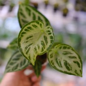 アンスリウム ドラヤキ × シルバーブラッシュ / Anthurium Dorayaki × Anthurium Silver brush⑨ / 観葉植物<育て方・花言葉>