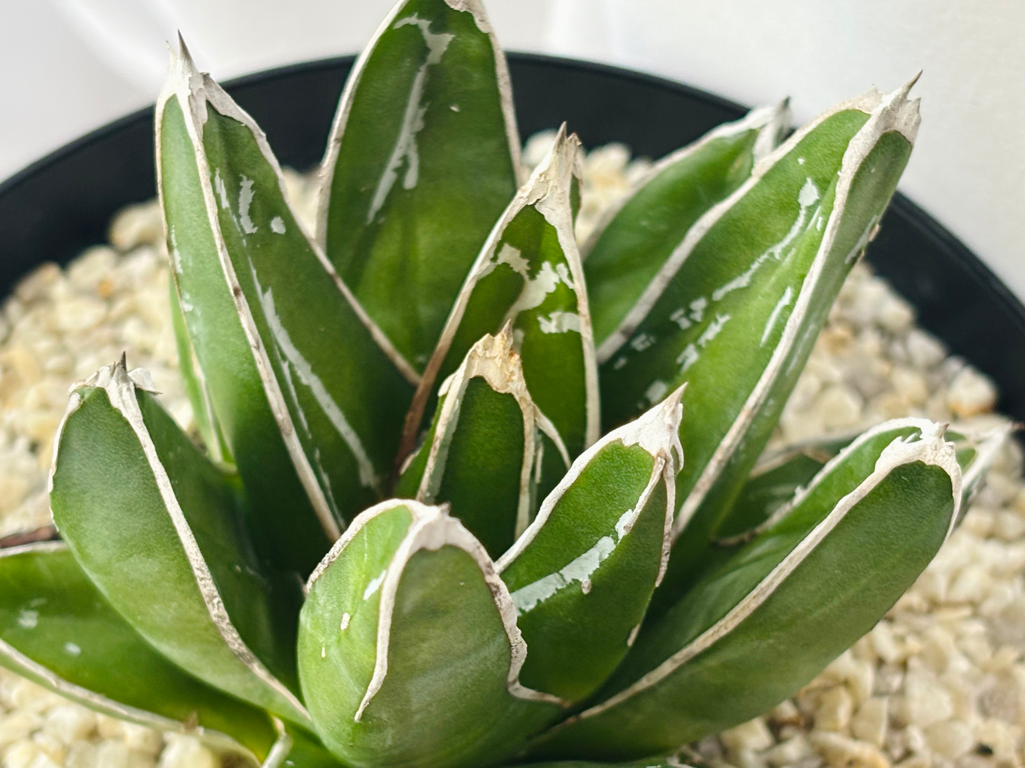 Agave victoriae reginae アガベ 笹の雪 多肉植物 | plants MARU