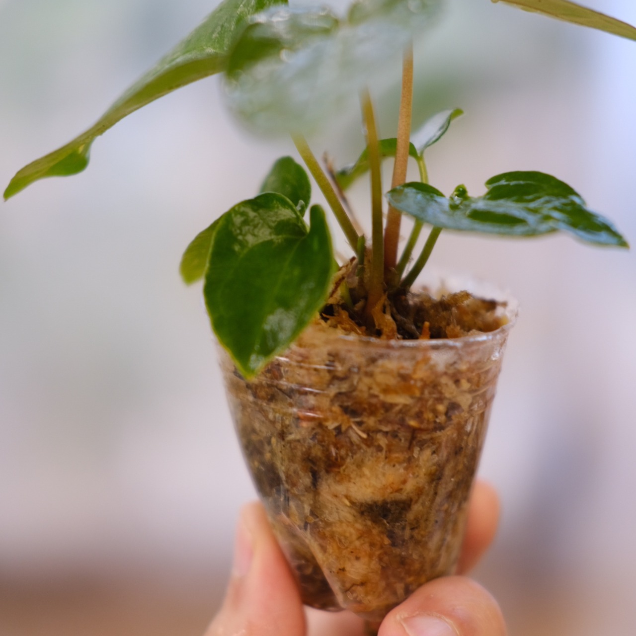 【希少】Anthurium Ace of Spades / アンスリウム エース オブ スペード②