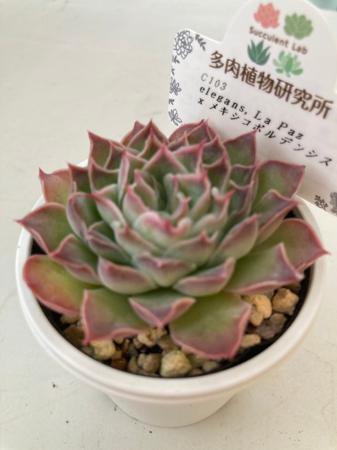 97.【札付き】エレガンス ラパス ヴォン ベッキオ 多肉植物 エケベリア原種 ベッキオさんのエレラパ👌色も形も二重丸❣️ 今年はラパスをもう一度