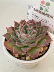 【現物商品】エレガンスラパス x メキシコポルデンシス