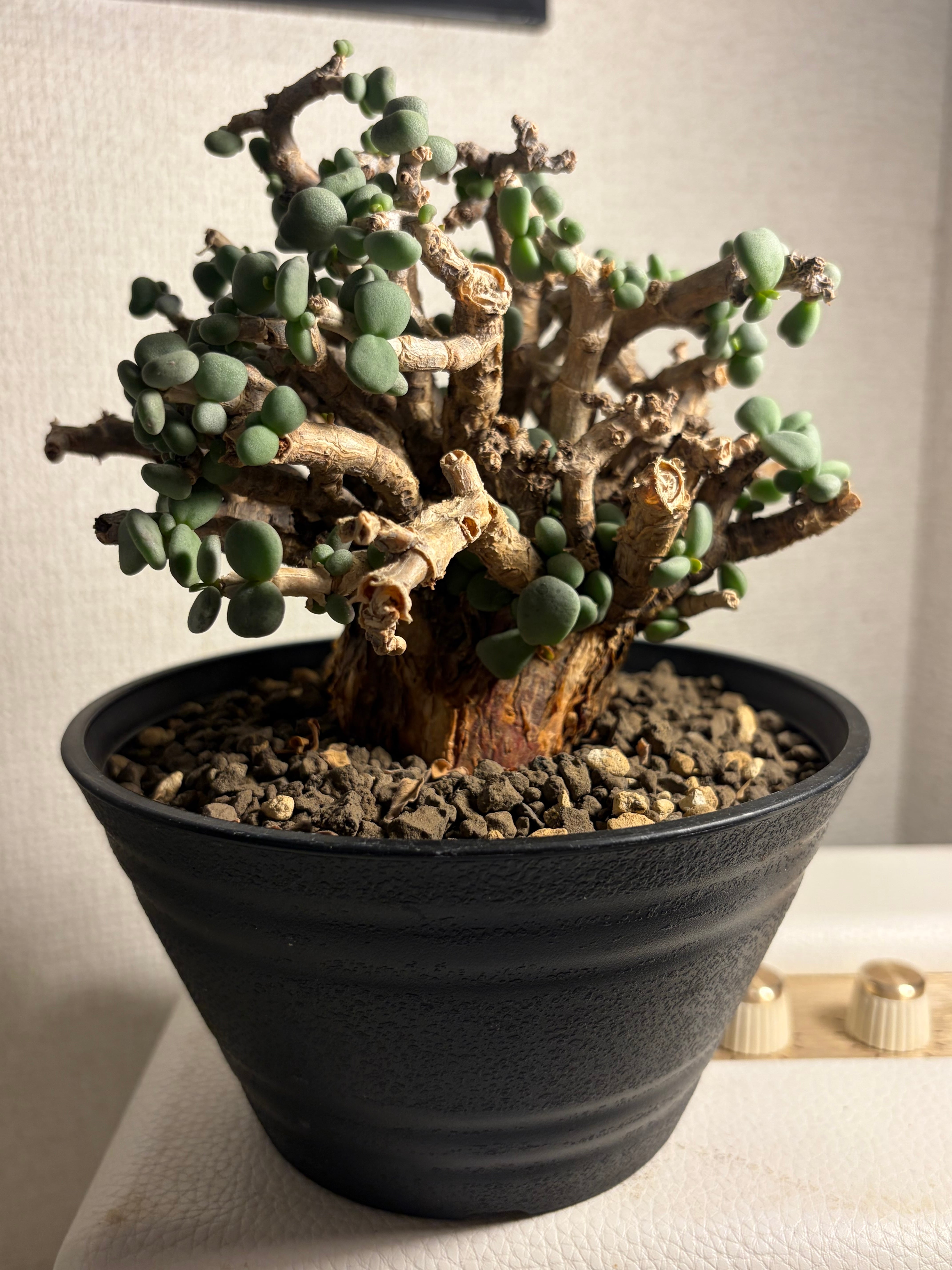 ムシヒキアブの一種 ハエ ベルゼバブ キエリアブラゼミ 蝉セミハエハチ
