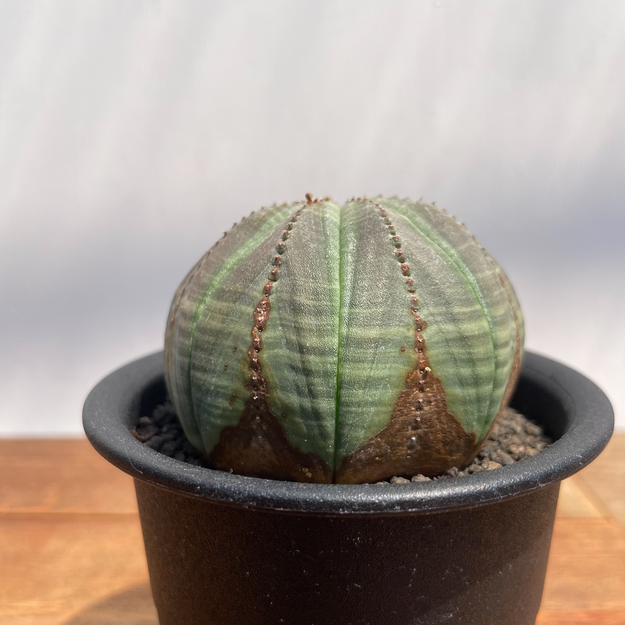 Euphorbia obesa【ユーフォルビア・オベサ・実生】