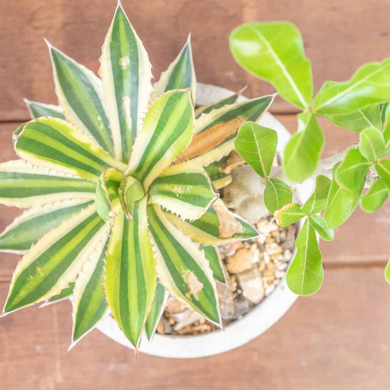 アガベ・五色万代 × アデニウム・オベスム 個性派コンビが生む存在感 手作りモルタル鉢仕立て