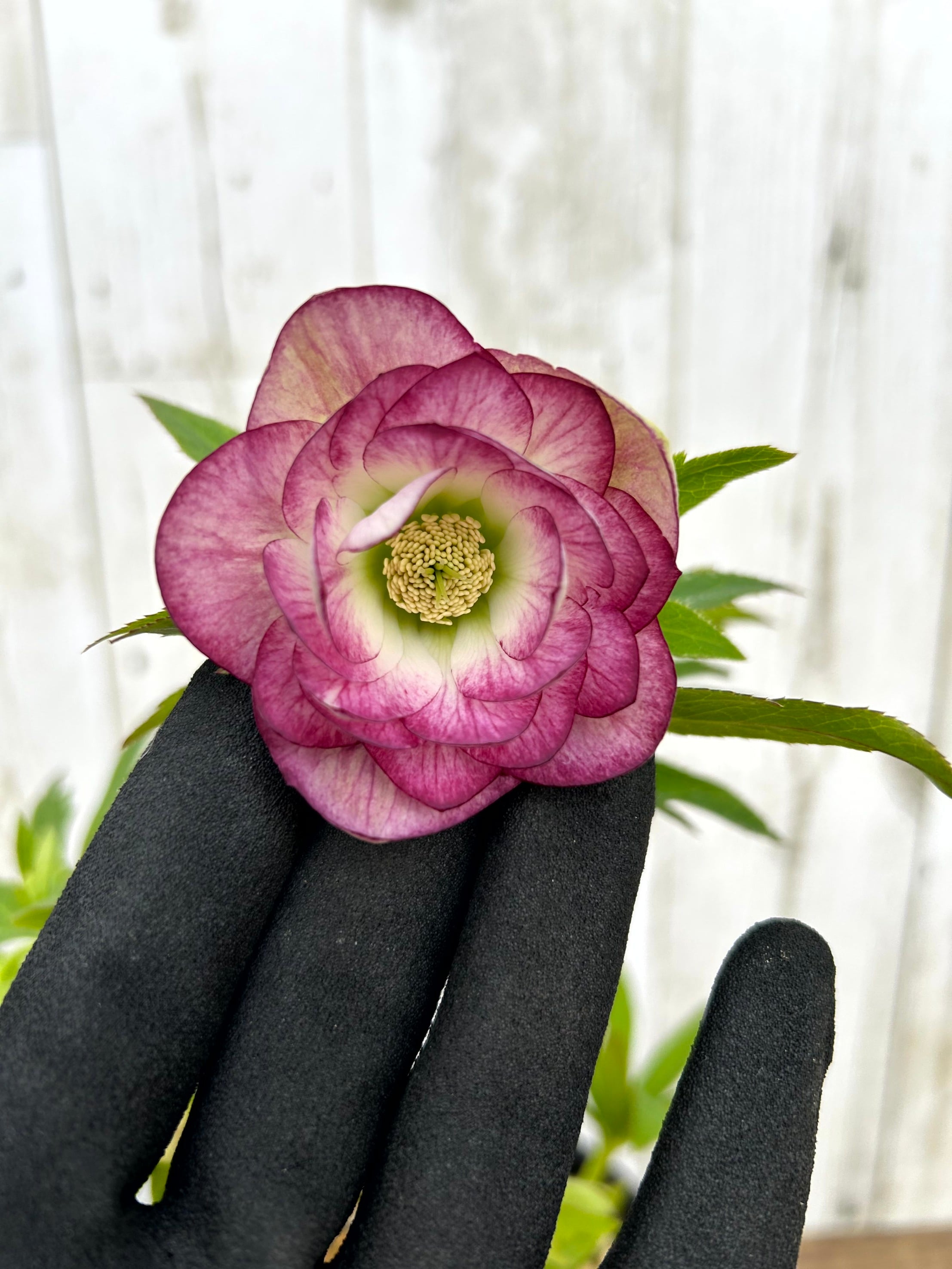 ALL ITEM | フラワーガーデン泉 オンラインショップ