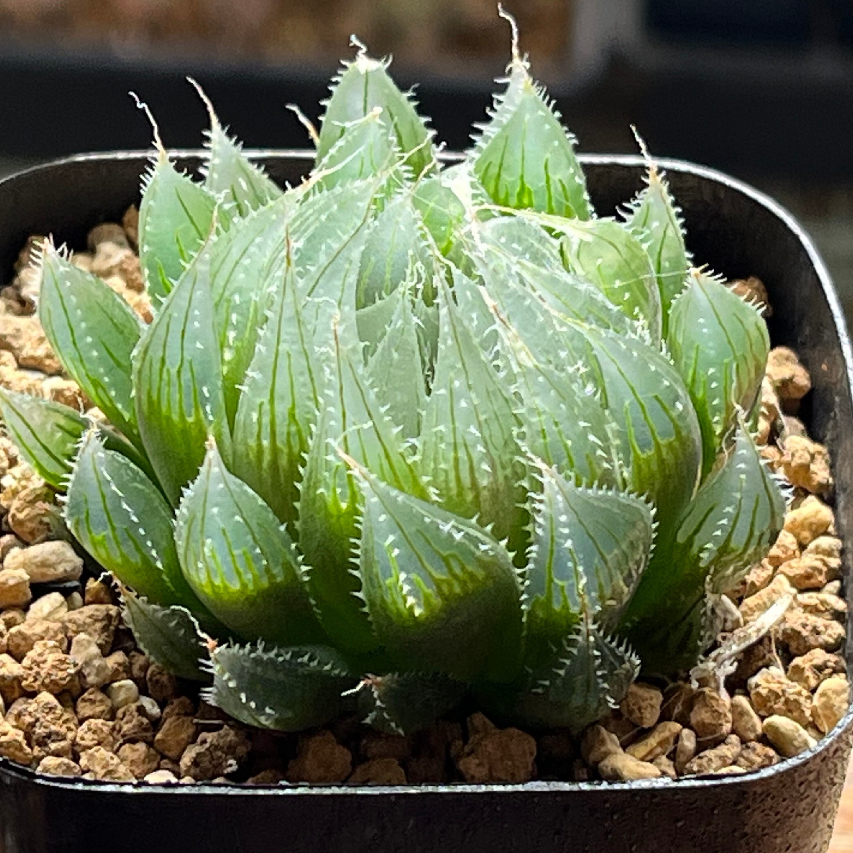 ハオルチア B型コンプトミュータント錦① | mocono_plants