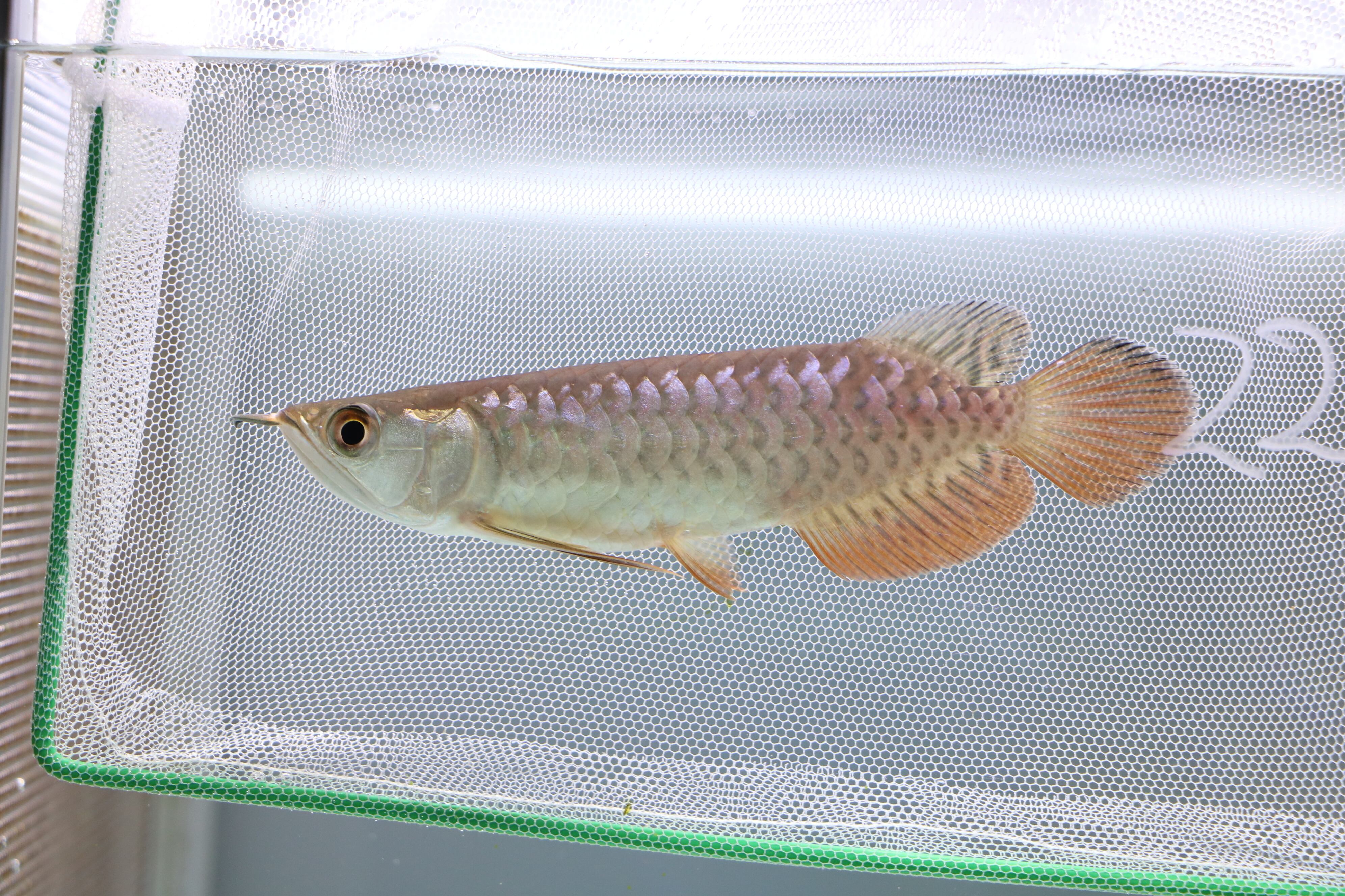 6622 オススメ☆過背金龍ベビー (ブルーベース) ±15㎝《証明書付き