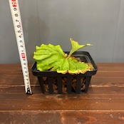 【抽選販売】【限定価格】【伊藤蟻】ビカクシダ リドレイ (wide fronds & rugose shield) sporeling(限定3)