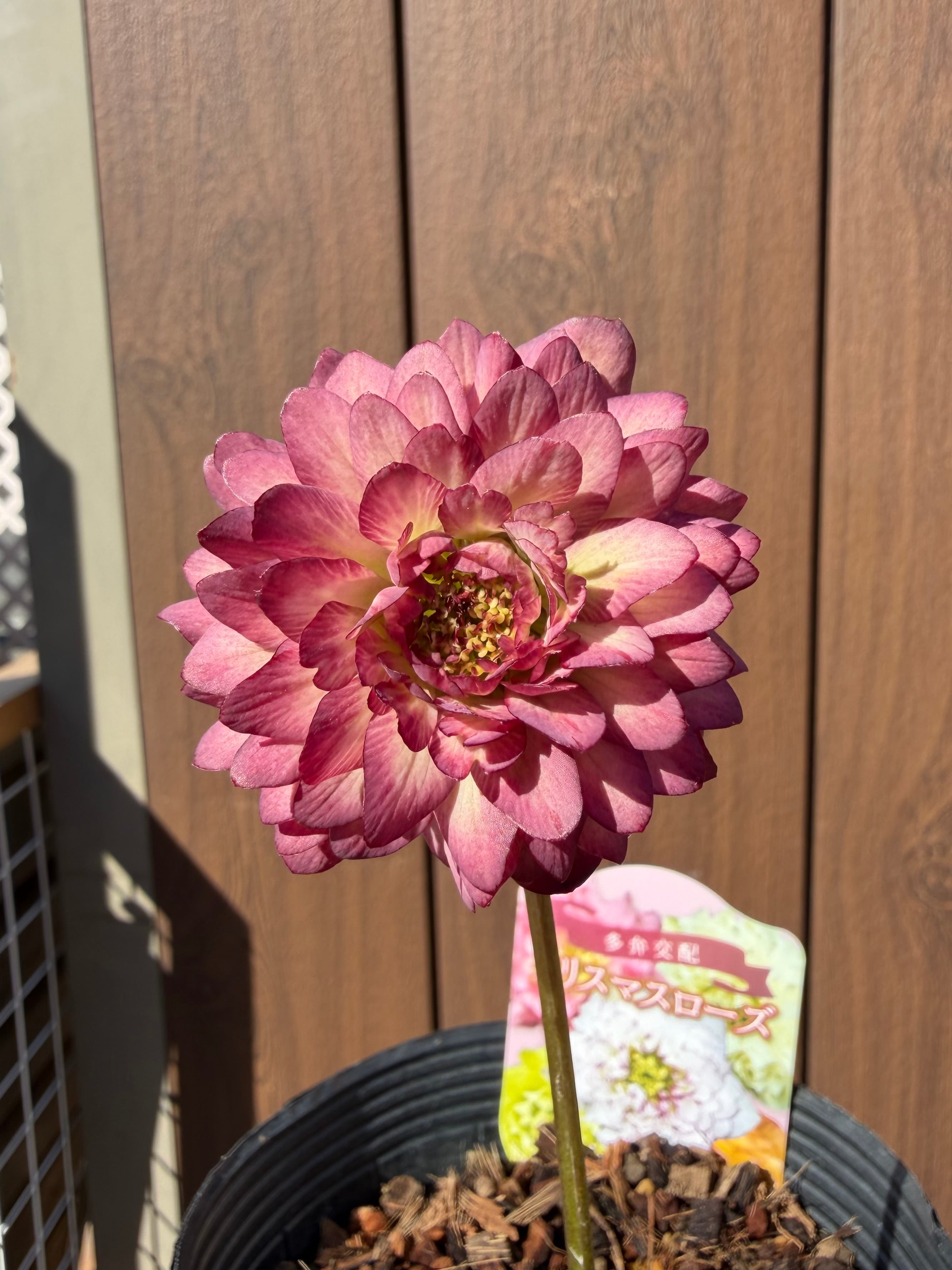 超多弁咲き 雄しべ弁化！ ※蕾無し特価 吉田園芸 クリスマスローズ