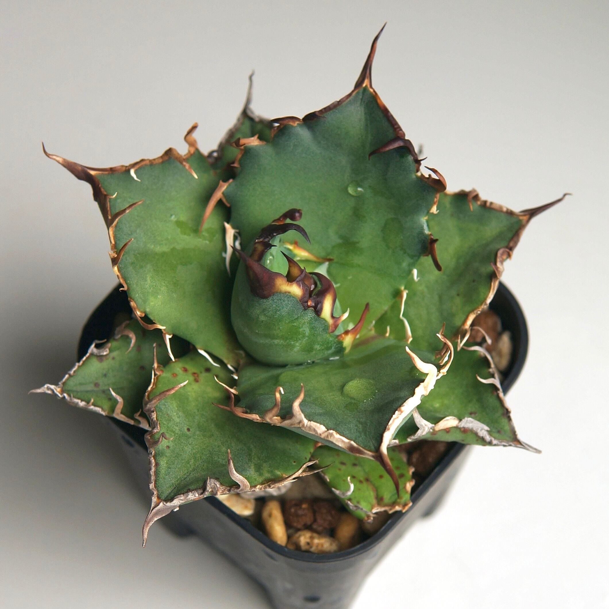 大幅値引中】妖艶シーザー アガベ チタノタ シーザー 【公式通販】