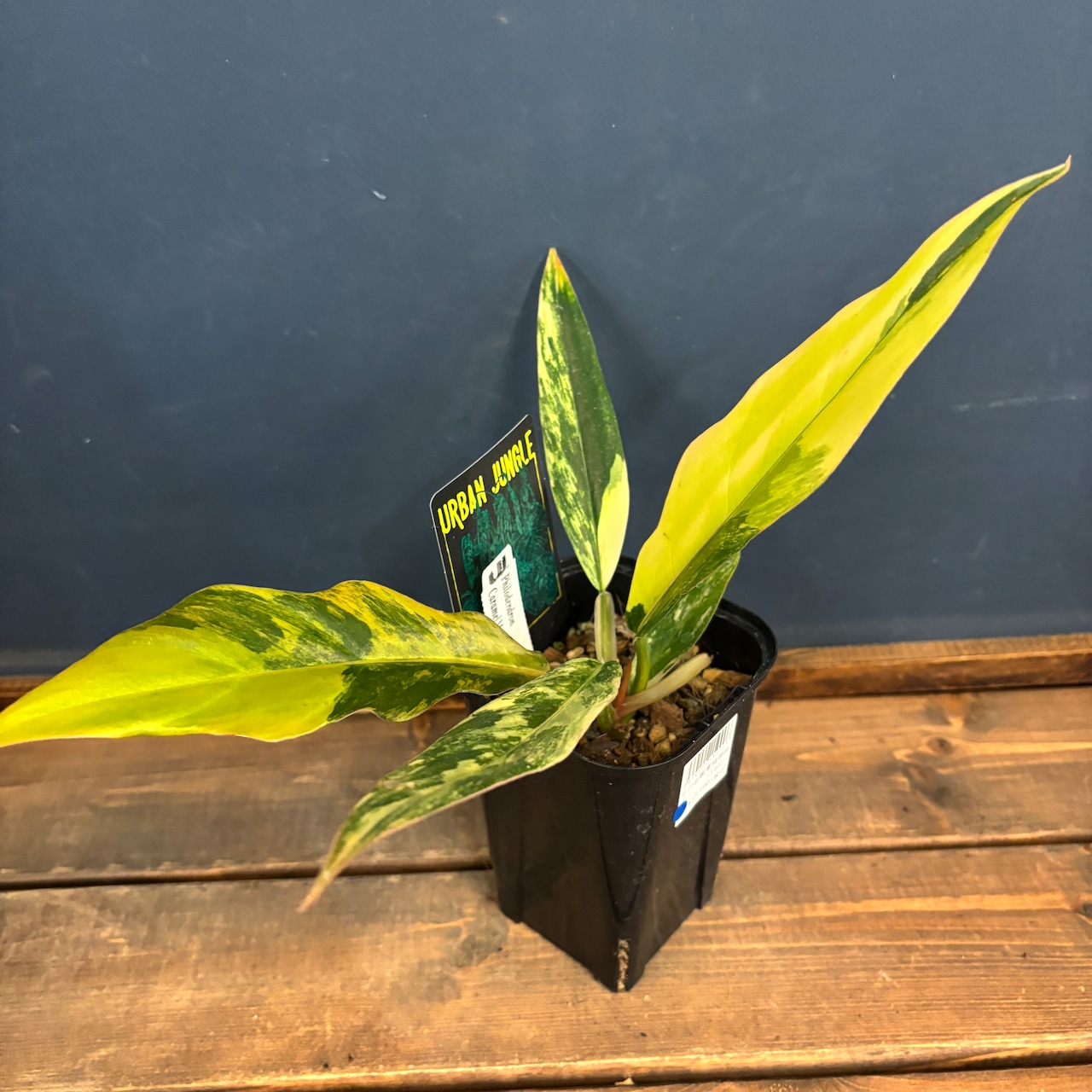 フィロデンドロン キャラメルマーブル【838】