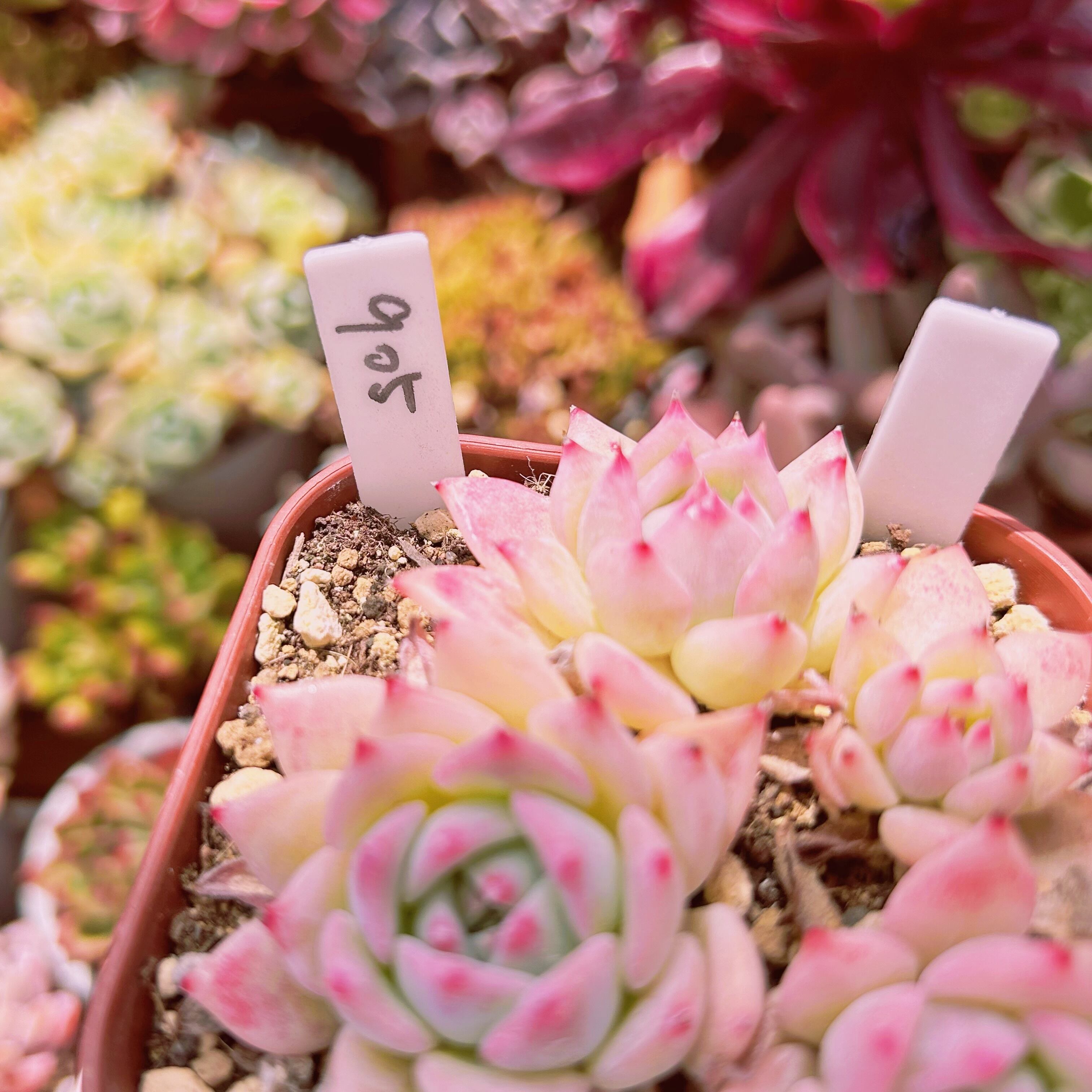 905現物 多肉植物 AKマリア | るる農園~多肉植物専門