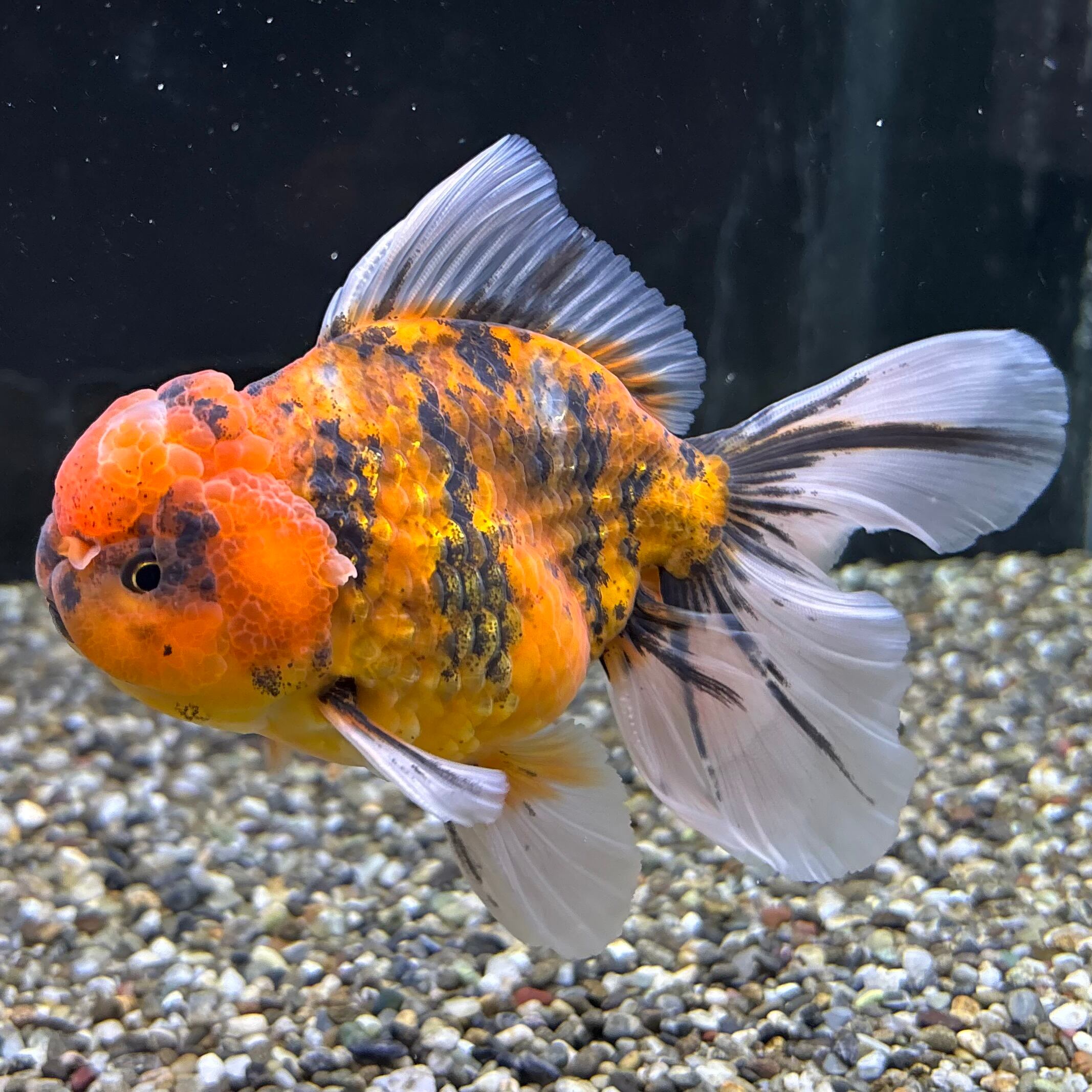 東錦 ベールテール 13cm | 金魚・熱帯魚専門店 AquaPro.H