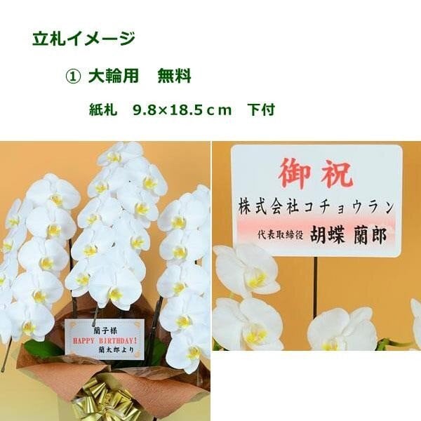 本州限定 ヤマト便 胡蝶蘭鉢大輪3本立ち27輪以上(つぼみ込み) 白 紙札下付き 【お祝い花】 | 幕張のお花屋さんからウェディングやお祝い花、胡蝶蘭 、プリザーブド、おしゃれなプレゼントをお届け|ブーケアンドブーケ 本州限定 ヤマト便 胡蝶蘭鉢大輪3本立ち27輪以上(つぼみ込み) 白 紙札下付き 【お祝い花】 | 幕張のお花屋さんからウェディングやお祝い花、胡蝶蘭 、プリザーブド、おしゃれなプレゼントをお届け|ブーケアンドブーケ