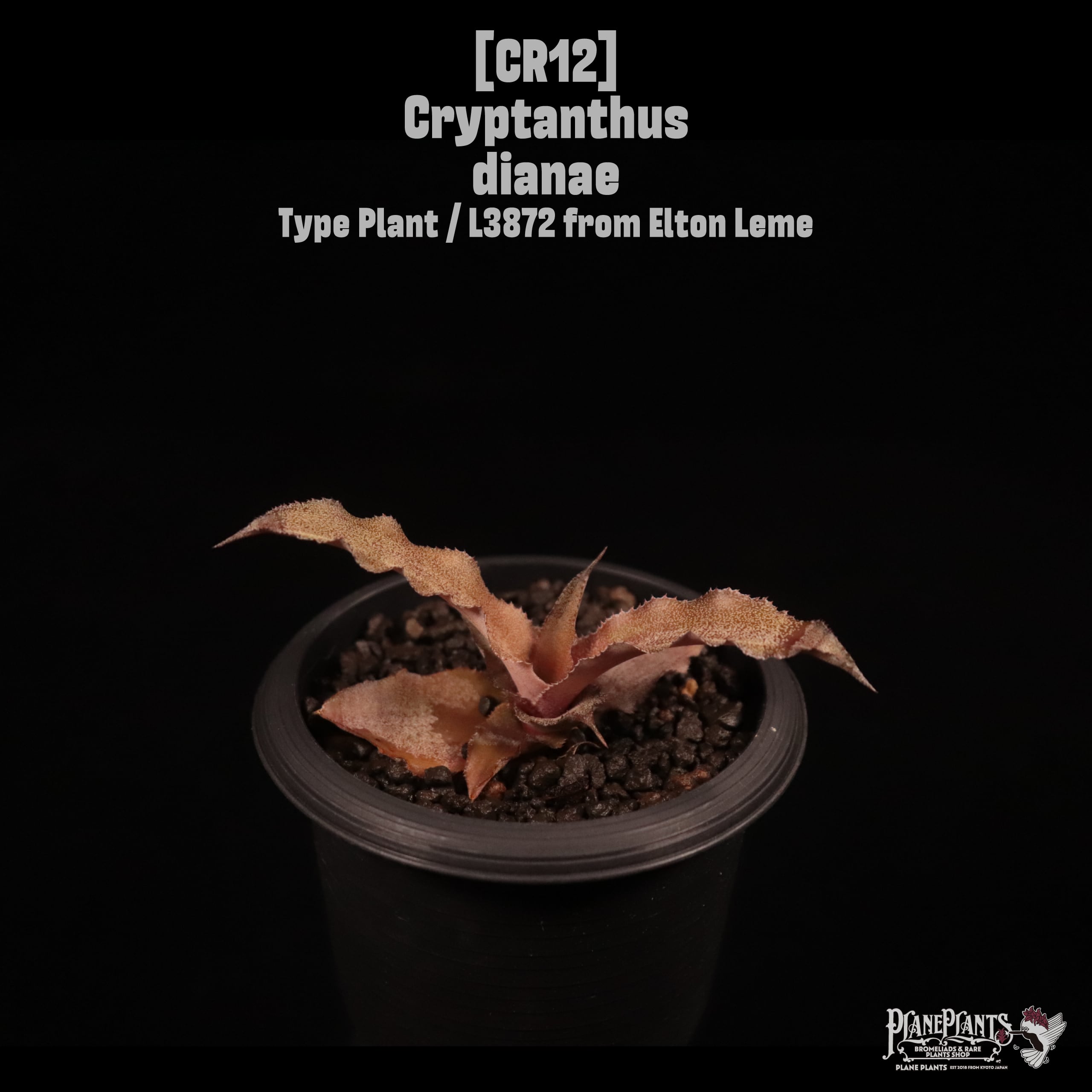 Cryptanthus dianae Type Plant / L3872 from Elton Leme〔クリプタンサス〕CR12