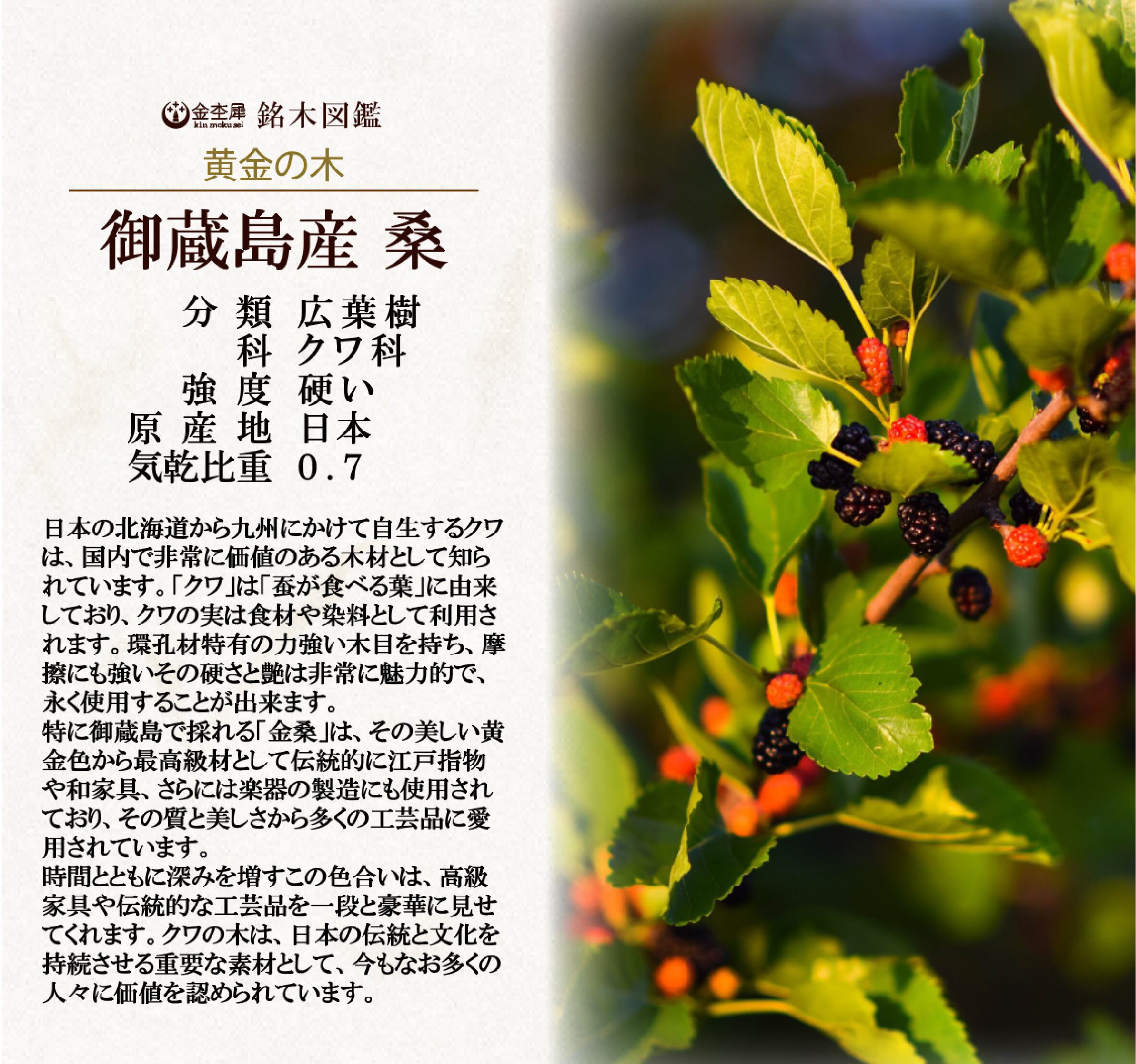 金木犀 木軸シャーペン、ボールペン、ドッグタグセット 金杢犀