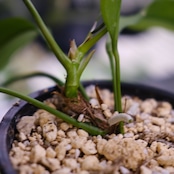 アンスリウム ビッタリフォリウム / Anthurium Vittarifolium④ / 観葉植物<育て方・花言葉>