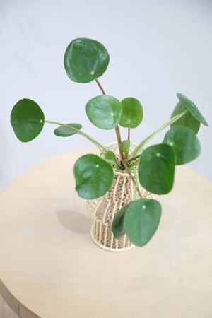 【S】【土不使用】ペペロミア オイデス/Peperomia oides