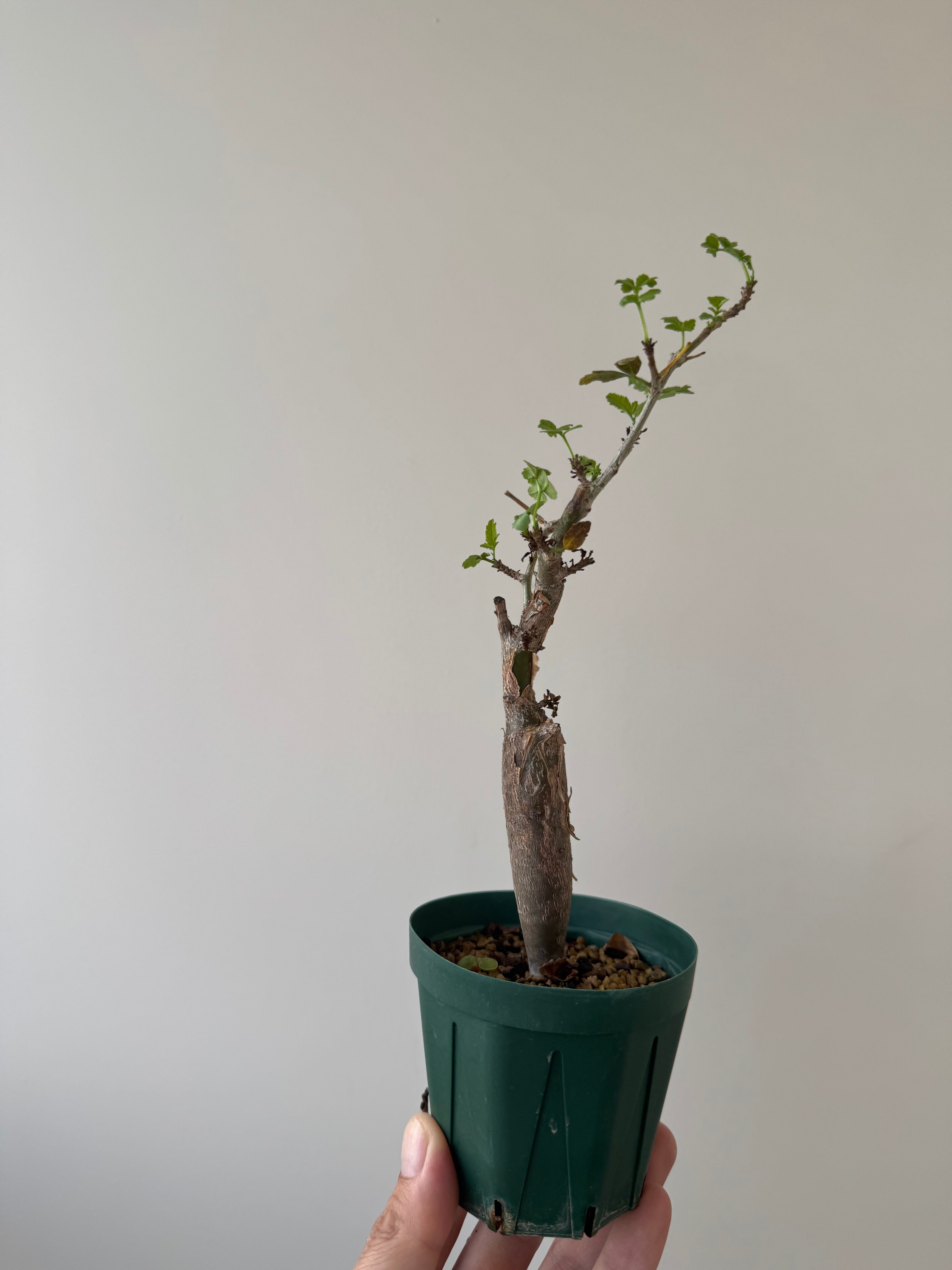 【新着】Bursera fagaroides【盆栽コーデックス】ブルセラ ファガロイデス
