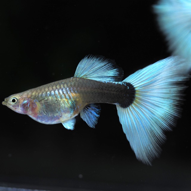 極上種親ドイツイエロータキシード　3ペア