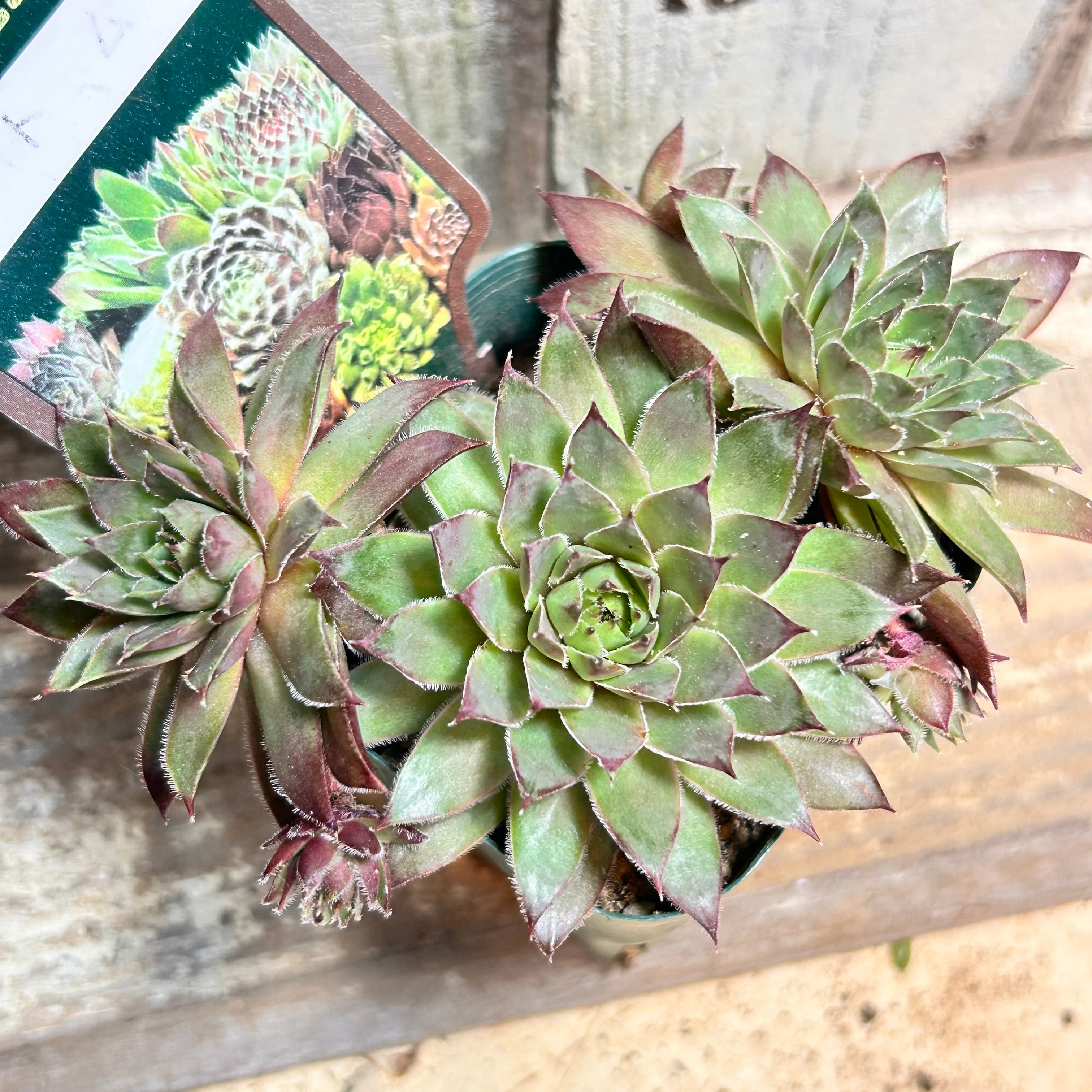 センペル | RuPo 多肉植物専門店