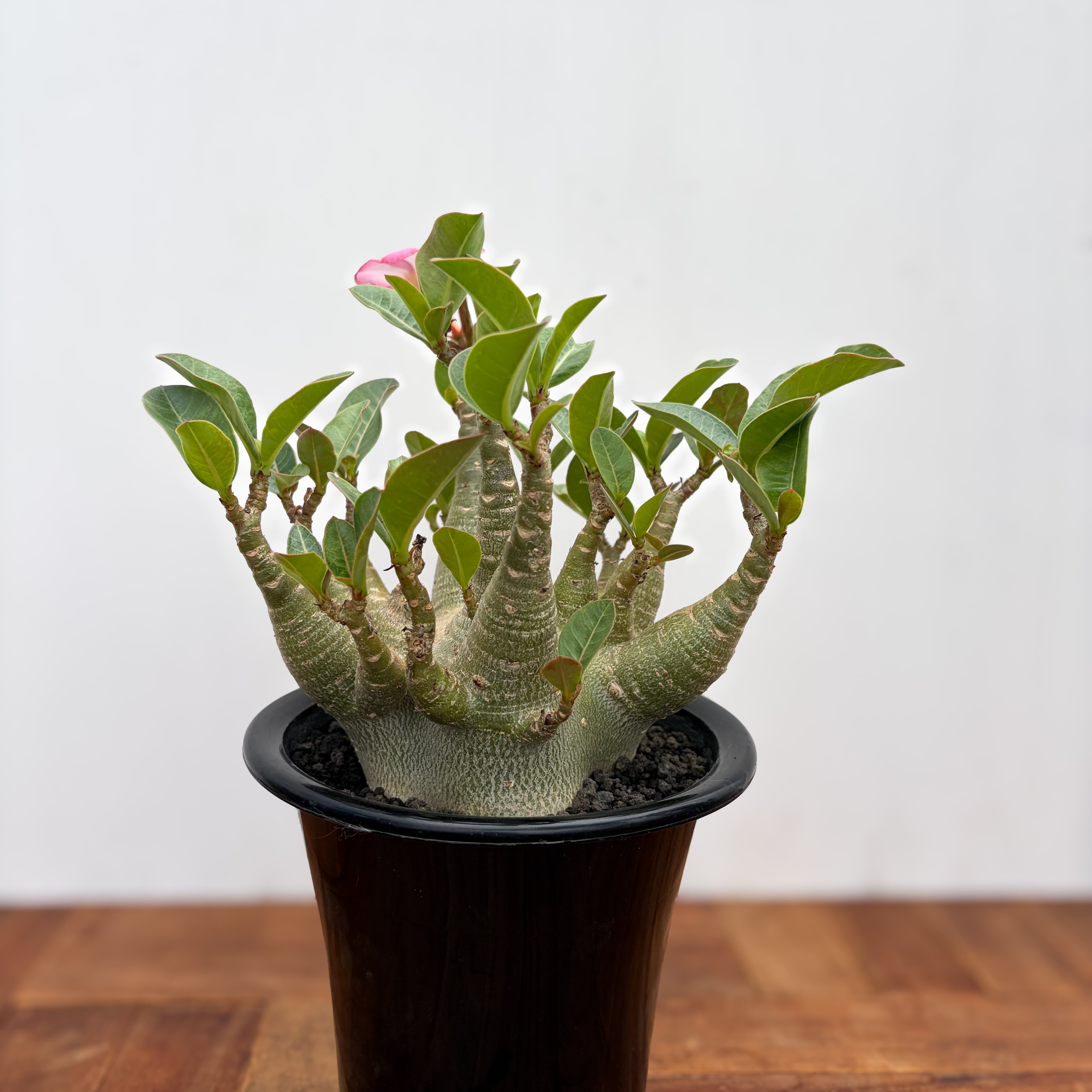 Adenium arabicum 