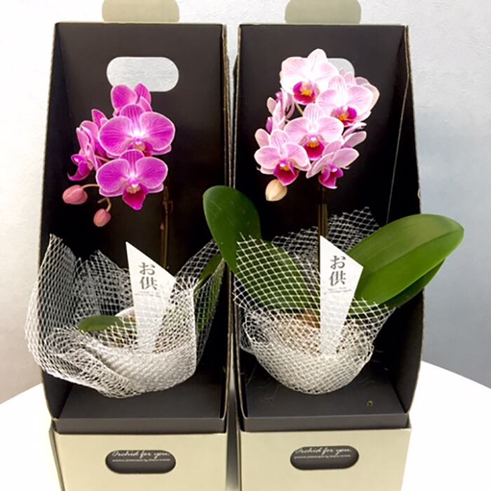 胡蝶蘭 2 5号 お供え仕様 お仏壇に飾れる 1f 送料込 よいはな Yoihana 最高品質のお花をお届けするネット通販