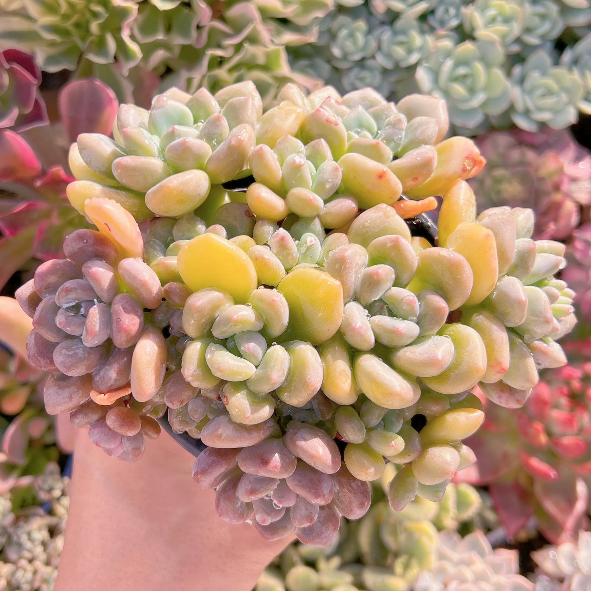 現品　ラブリーディア#888　新入荷