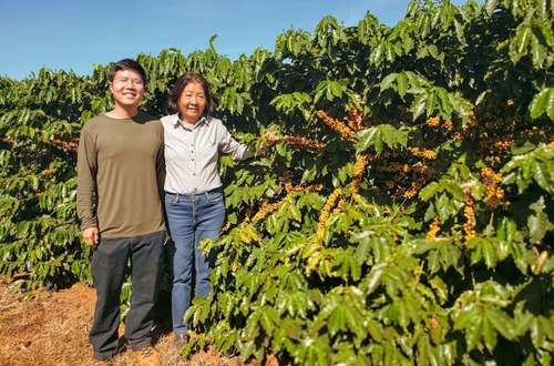BRAZIL Victor Nakao Sasaki Yellow Catuai Fully Washed　コーヒー　生豆　500g