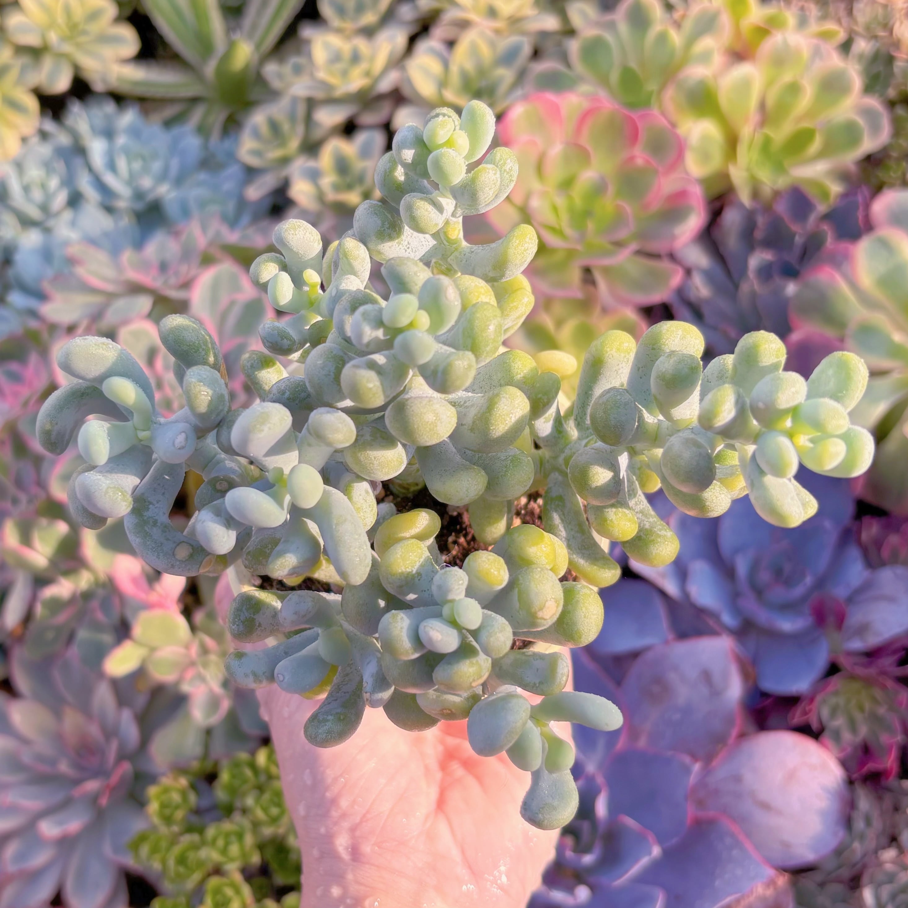 現品　バナナ美人#K024　大群生　るる農園