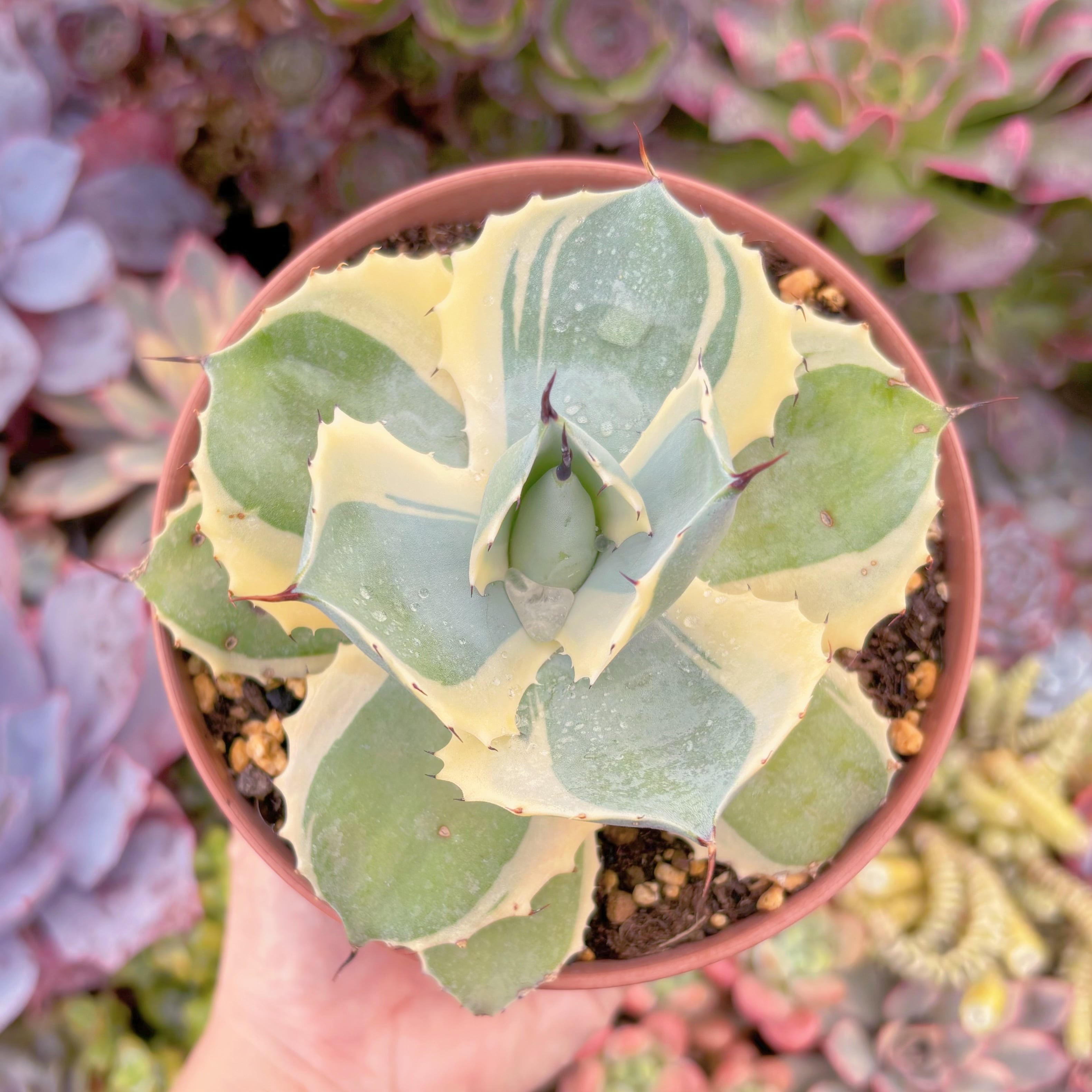 現物　オリザバ錦#2008　特大苗　るる農園