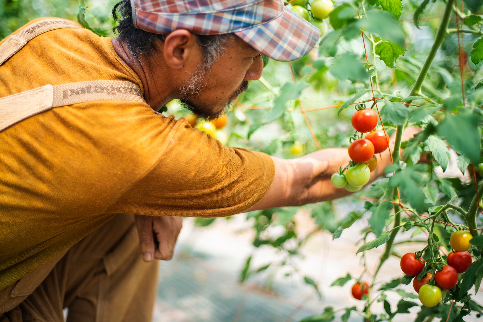 トマトジュース たいせつなトマト 500ml 12本入 | のんの畑 北海道