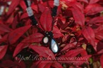Opal × RainbowMoonstone Necklace 【黒】