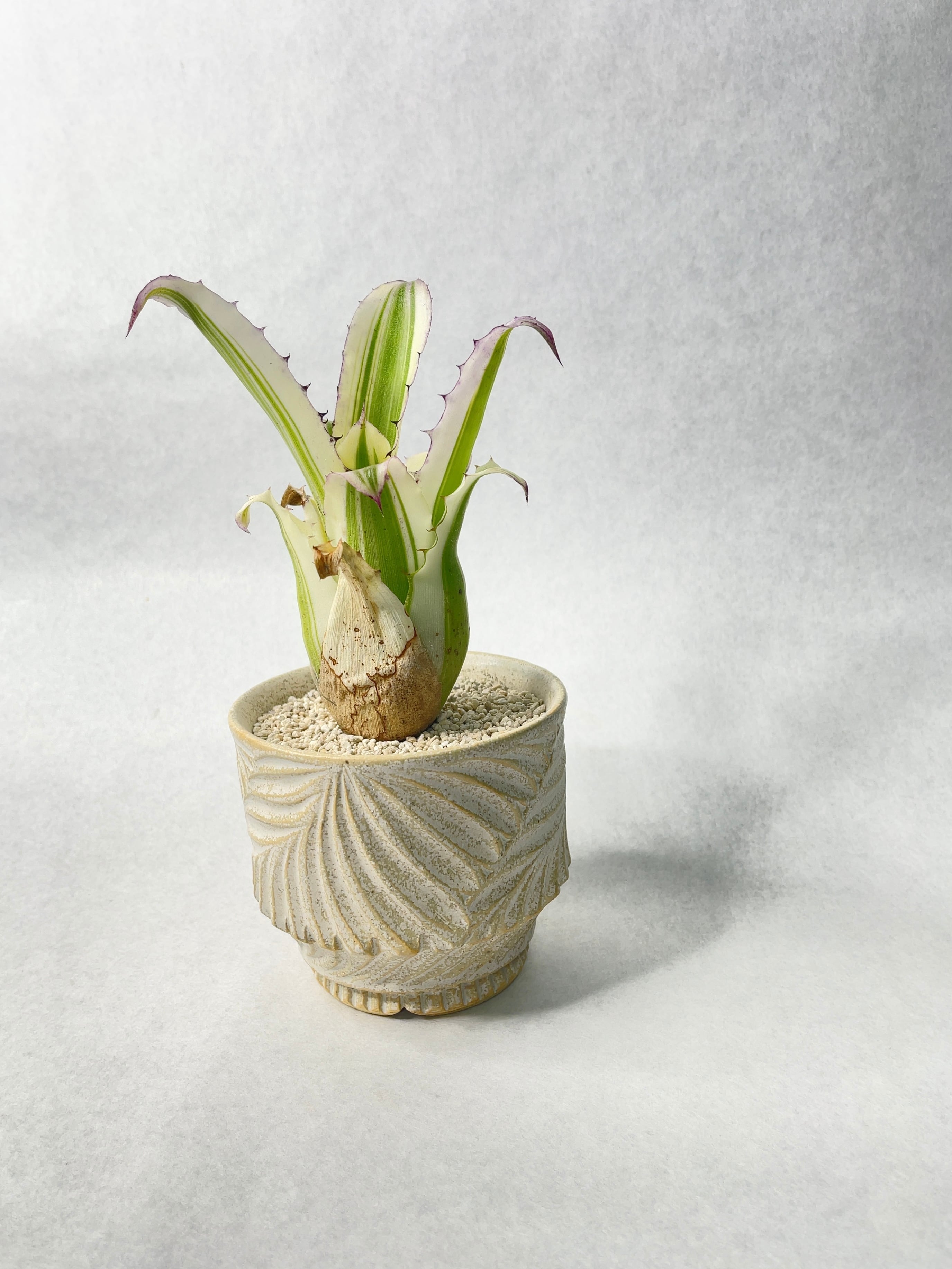 ホヘンベルギア・カーラ | trigger