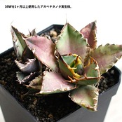 LEDライト 小型AS型 16W 電球色 ブラック