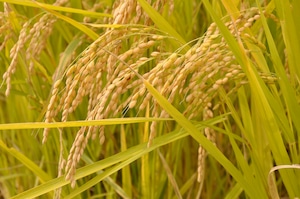 ＜谷芳農園＞特別栽培米丹後コシヒカリ　玄米ー５kg
